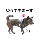 甲斐犬のソラです！（個別スタンプ：7）