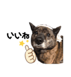 甲斐犬のソラです！（個別スタンプ：8）