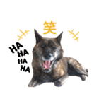 甲斐犬のソラです！（個別スタンプ：9）