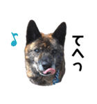 甲斐犬のソラです！（個別スタンプ：11）