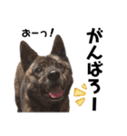 甲斐犬のソラです！（個別スタンプ：12）