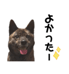 甲斐犬のソラです！（個別スタンプ：14）