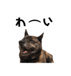 甲斐犬のソラです！（個別スタンプ：15）