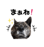 甲斐犬のソラです！（個別スタンプ：16）