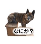 甲斐犬のソラです！（個別スタンプ：20）