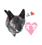甲斐犬のソラです！（個別スタンプ：21）
