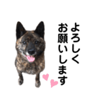 甲斐犬のソラです！（個別スタンプ：22）