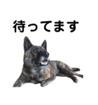 甲斐犬のソラです！（個別スタンプ：23）