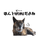 甲斐犬のソラです！（個別スタンプ：24）