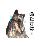 甲斐犬のソラです！（個別スタンプ：26）