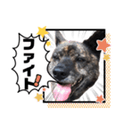 甲斐犬のソラです！（個別スタンプ：27）