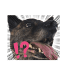 甲斐犬のソラです！（個別スタンプ：28）