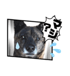 甲斐犬のソラです！（個別スタンプ：30）