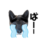 甲斐犬のソラです！（個別スタンプ：31）