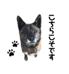 甲斐犬のソラです！（個別スタンプ：32）