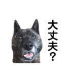 甲斐犬のソラです！（個別スタンプ：35）