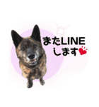 甲斐犬のソラです！（個別スタンプ：37）
