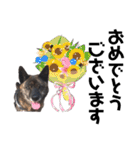甲斐犬のソラです！（個別スタンプ：38）