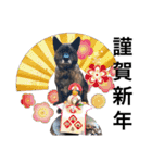 甲斐犬のソラです！（個別スタンプ：40）