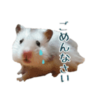 我が家のハムスターの日常スタンプ（個別スタンプ：8）