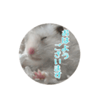 我が家のハムスターの日常スタンプ（個別スタンプ：12）