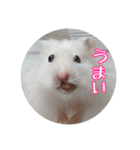 我が家のハムスターの日常スタンプ（個別スタンプ：14）