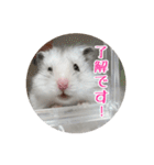 我が家のハムスターの日常スタンプ（個別スタンプ：19）
