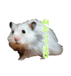 我が家のハムスターの日常スタンプ（個別スタンプ：20）