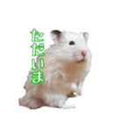 我が家のハムスターの日常スタンプ（個別スタンプ：23）