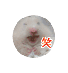 我が家のハムスターの日常スタンプ（個別スタンプ：25）
