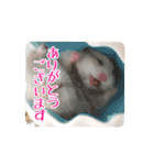 我が家のハムスターの日常スタンプ（個別スタンプ：27）