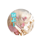 我が家のハムスターの日常スタンプ（個別スタンプ：30）