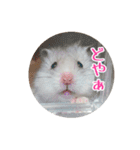 我が家のハムスターの日常スタンプ（個別スタンプ：31）