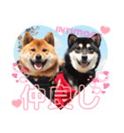 柴犬 豆之進 日常STAMP‎‎✩【関西弁】其の七（個別スタンプ：1）