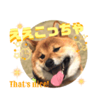 柴犬 豆之進 日常STAMP‎‎✩【関西弁】其の七（個別スタンプ：2）