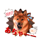 柴犬 豆之進 日常STAMP‎‎✩【関西弁】其の七（個別スタンプ：3）