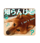 柴犬 豆之進 日常STAMP‎‎✩【関西弁】其の七（個別スタンプ：4）