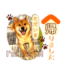 柴犬 豆之進 日常STAMP‎‎✩【関西弁】其の七（個別スタンプ：5）