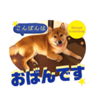 柴犬 豆之進 日常STAMP‎‎✩【関西弁】其の七（個別スタンプ：6）