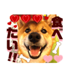 柴犬 豆之進 日常STAMP‎‎✩【関西弁】其の七（個別スタンプ：7）