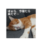みほちゃんち。（個別スタンプ：7）