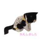 ぶんちゃんだよ1（個別スタンプ：5）