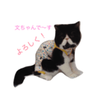 ぶんちゃんだよ1（個別スタンプ：7）