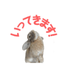 たれみみうさぎの家族で日常スタンプ（個別スタンプ：1）