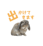 たれみみうさぎの家族で日常スタンプ（個別スタンプ：3）