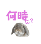 たれみみうさぎの家族で日常スタンプ（個別スタンプ：4）