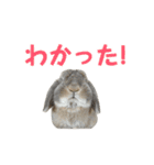 たれみみうさぎの家族で日常スタンプ（個別スタンプ：5）