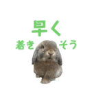 たれみみうさぎの家族で日常スタンプ（個別スタンプ：6）