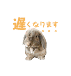 たれみみうさぎの家族で日常スタンプ（個別スタンプ：7）