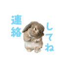 たれみみうさぎの家族で日常スタンプ（個別スタンプ：8）